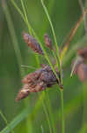 Sturdy bulrush